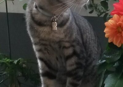 Vermisst in 81479 – Leo