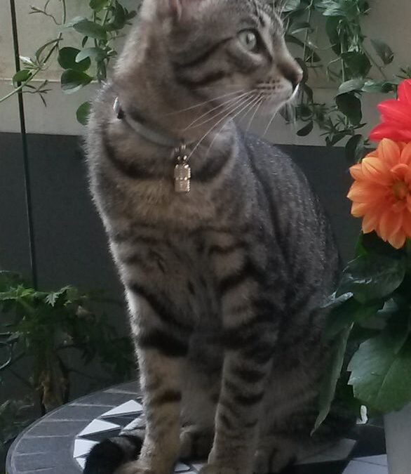 Vermisst in 81479 – Leo