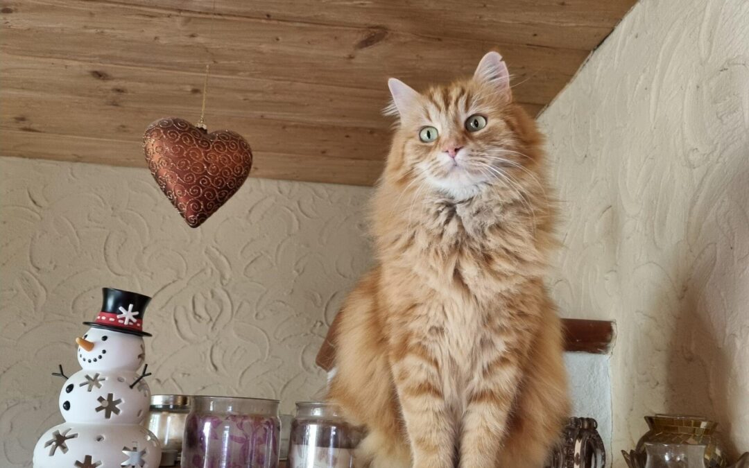 Vermisst in 83064 – Leo