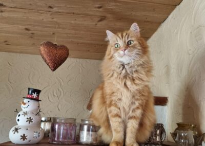 Vermisst in 83064 – Leo