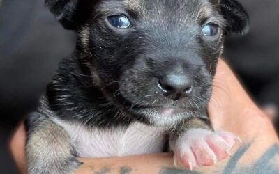 Unsere Kollegin Andra in Lettland