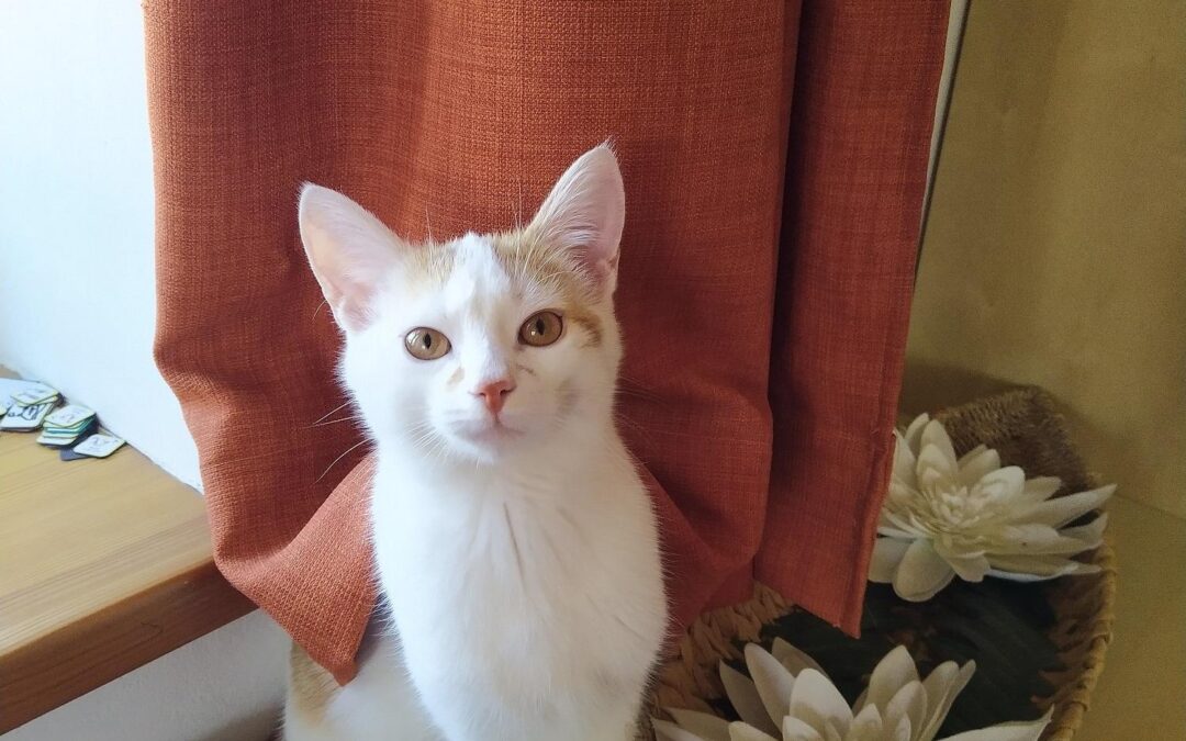 Vermisst seit 17.09.22 in 83123 Amerang – Pauli