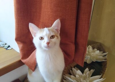 Vermisst seit 17.09.22 in 83123 Amerang – Pauli