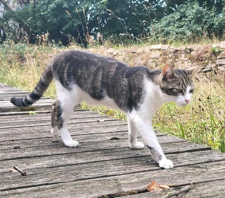 Vermisst seit 28.07.22 in 91743 Unterschwaningen