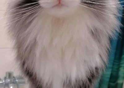 Vermisst seit 02.06.23 in 81739 München (Neuperlach Süd – Haku