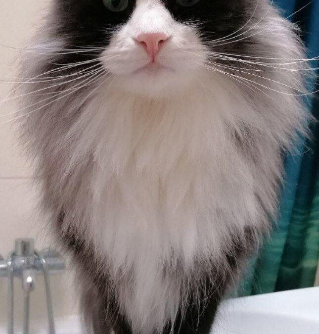 Vermisst seit 02.06.23 in 81739 München (Neuperlach Süd – Haku