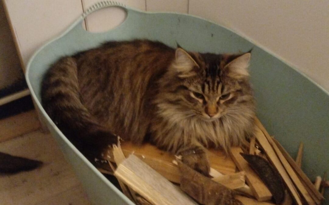 Vermisst seit 26.05.23 in 83128 Halfing – Robin