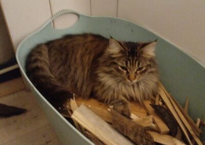 Vermisst seit 26.05.23 in 83128 Halfing – Robin