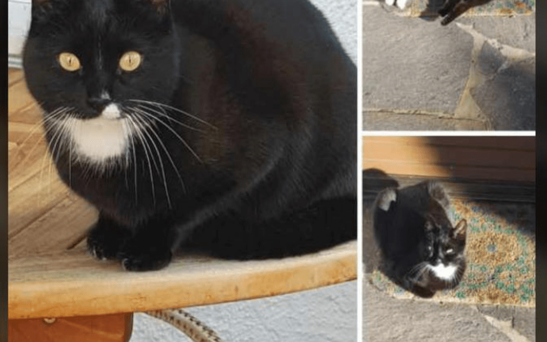 Vermisst seit 27.05.23 in 83026 Rosenheim – Pang – Felixine