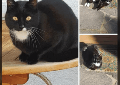 Vermisst seit 27.05.23 in 83026 Rosenheim – Pang – Felixine