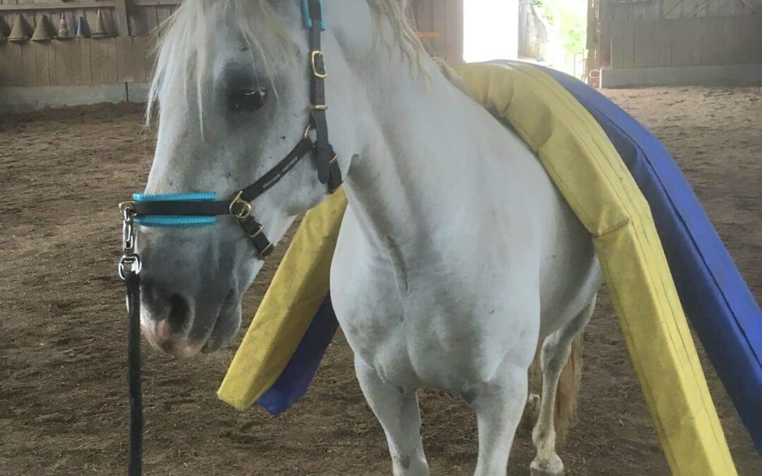 Neo | Schimmel Wallach | geb. 2011