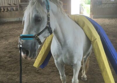 Neo | Schimmel Wallach | geb. 2011