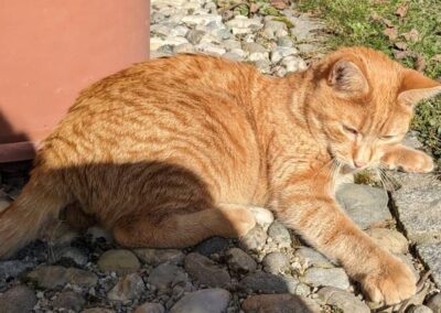 Vermisst seit 19.08.23 in Griesstätt- Chilli