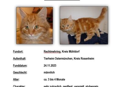 Wer vermisst kl. Kater – Fundort Rechtmehring
