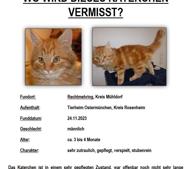 Wer vermisst kl. Kater – Fundort Rechtmehring