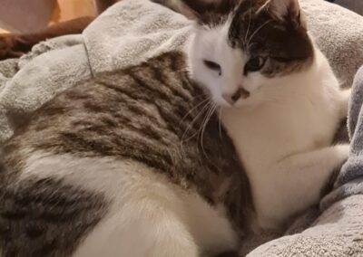 Vermisst seit 11.12.23 in Breitbrunn – Romeo