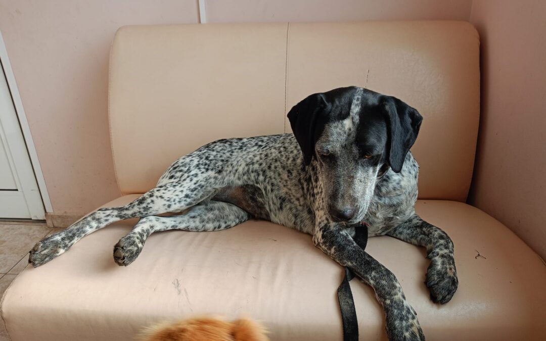 Luise | Mischling | geb. ca. 07/2023