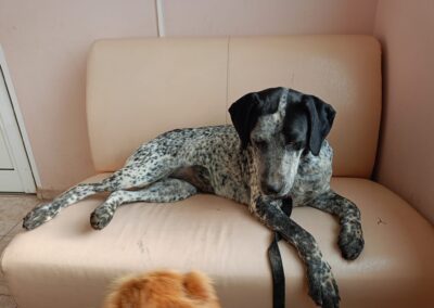 Luise | Mischling | geb. ca. 07/2023