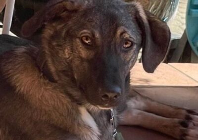 Sofie | Mischling | geb. ca. 07/2022