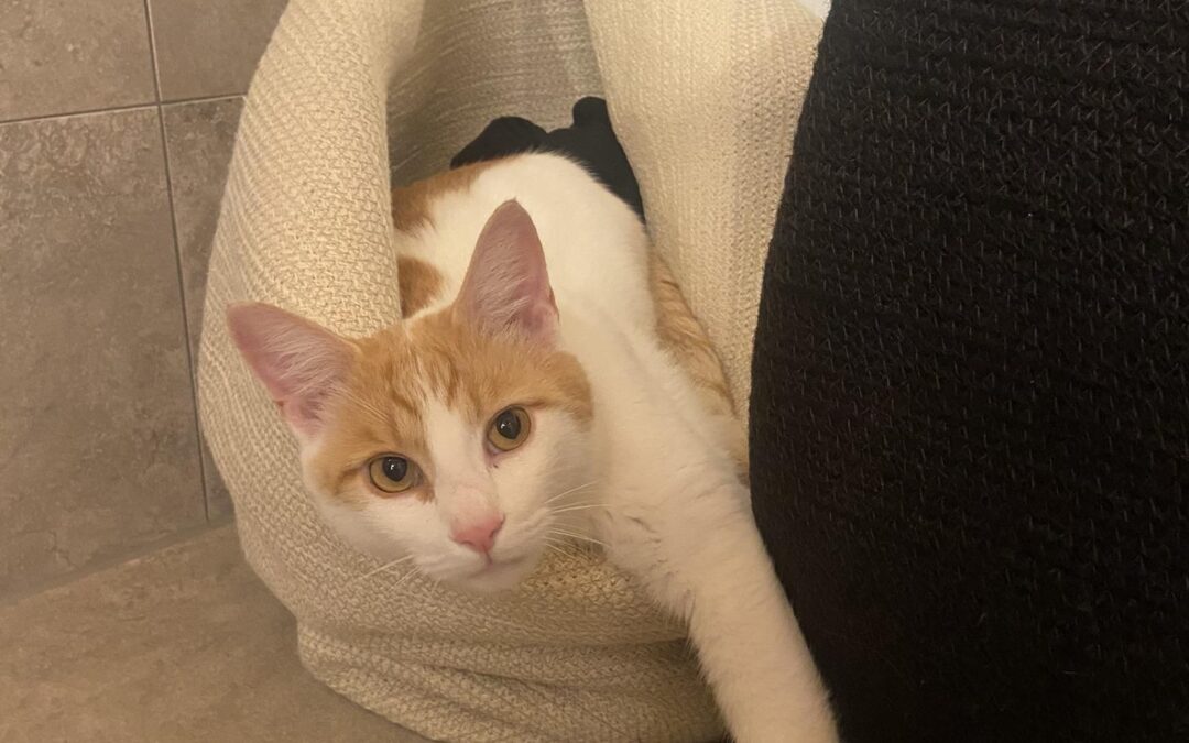 Vermisst seit 25.01.24 in Weißham bei Eggstätt – Seppi