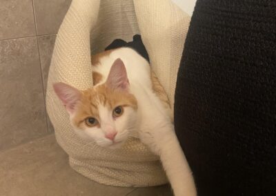 Vermisst seit 25.01.24 in Weißham bei Eggstätt – Seppi