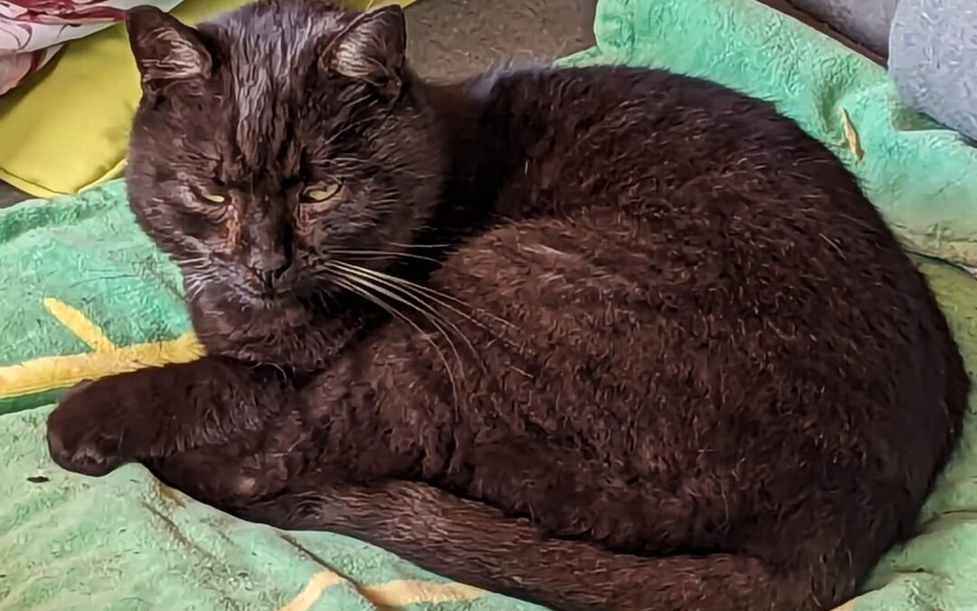 Vermisst seit 16.04.24 in Dingbuch bei Söchentau – Kätzin