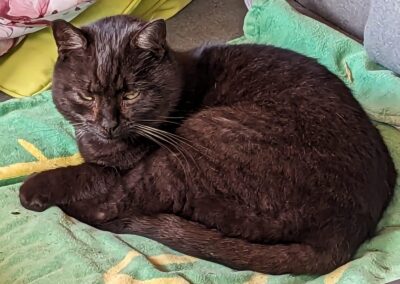 Vermisst seit 16.04.24 in Dingbuch bei Söchentau – Kätzin