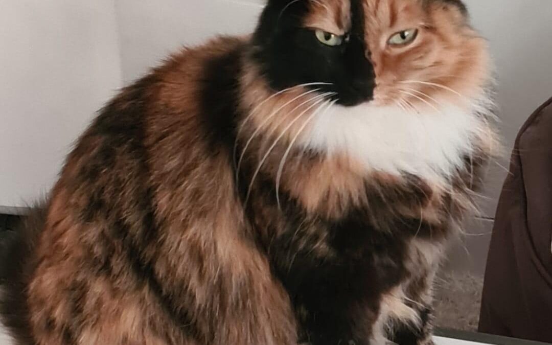 Vermisst seit 23.06.24 in Prien am Chiemsee – Achwas Achwas