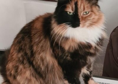 Vermisst seit 23.06.24 in Prien am Chiemsee – Achwas Achwas