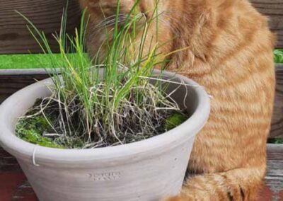 Vermisst seit 18.09.24 in Pittenhart – Sammy