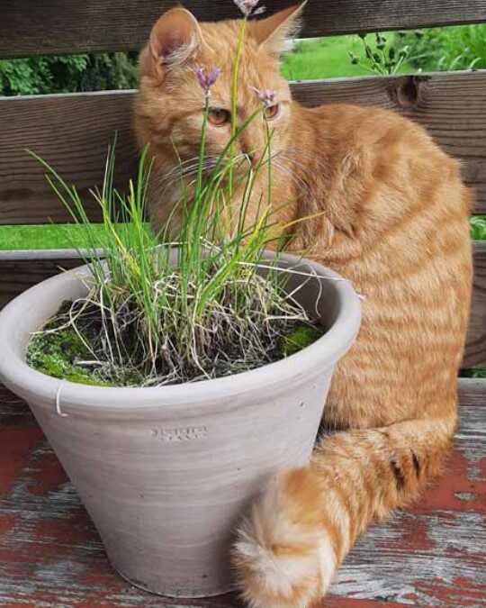 Vermisst seit 18.09.24 in Pittenhart – Sammy