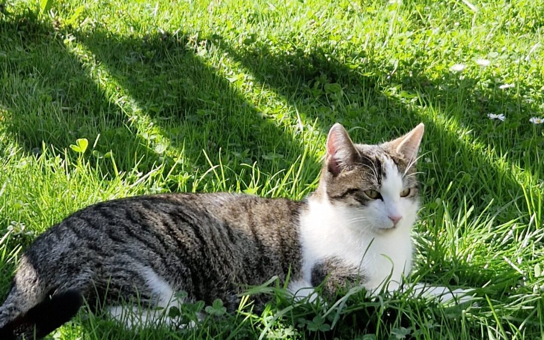 Vermisst seit 25.12.24 in 83549 Bachmehring – Clyde