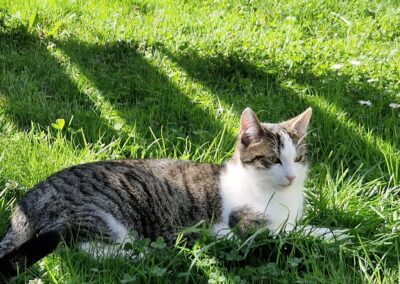 Vermisst seit 25.12.24 in 83549 Bachmehring – Clyde