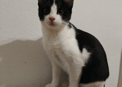 Lina | EKH | geb. ca. 25/09/2024