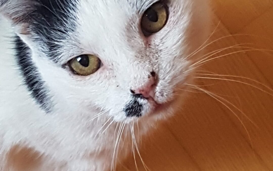 Milow | EKH | geb. ca. 2014