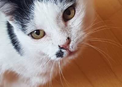 Milow | EKH | geb. ca. 2014