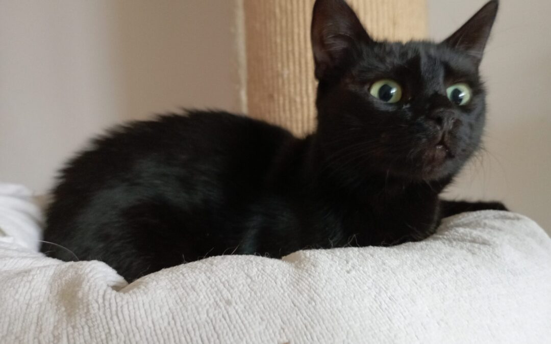 Sally | EKH | geb. ca. 07/2023