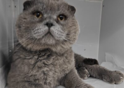 Balu | Scottish Fold | geb. ca. 2020
