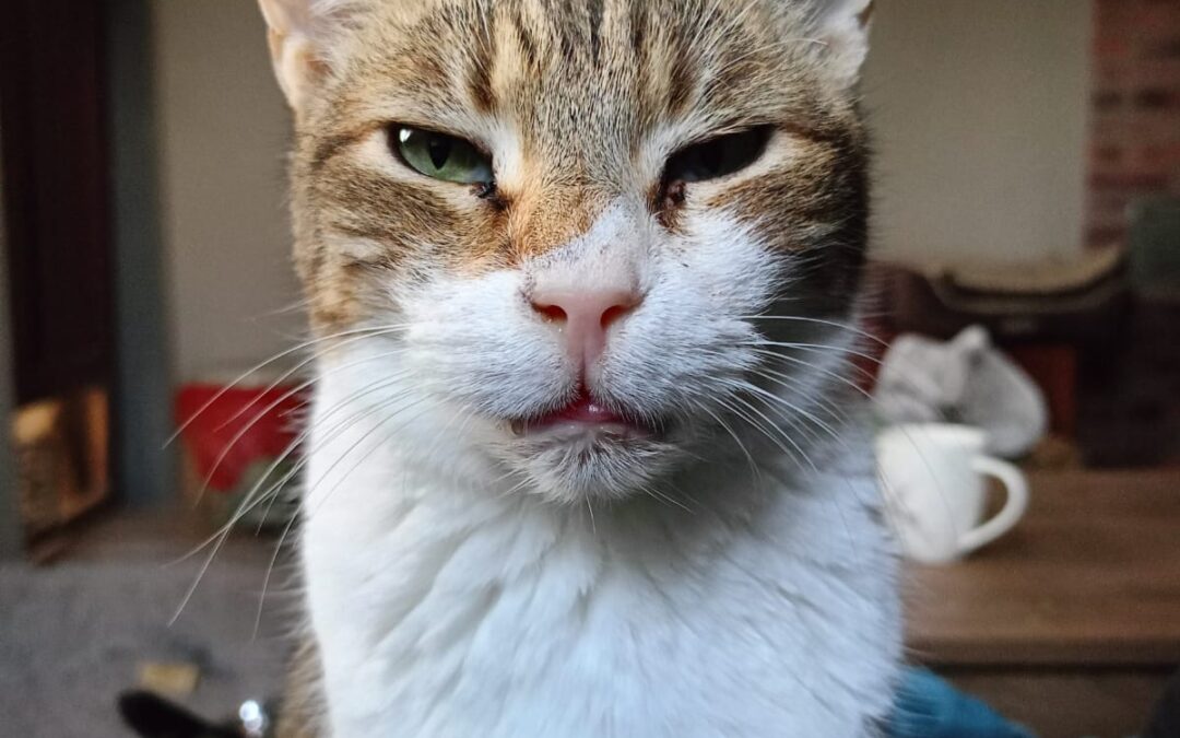 Daisy | EKH | geb. ca. 2019