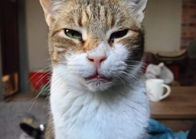 Daisy | EKH | geb. ca. 2019