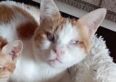 Samson | EKH | geb. ca. 2021 | Blind