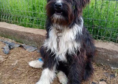 Zottel | Patenschaft