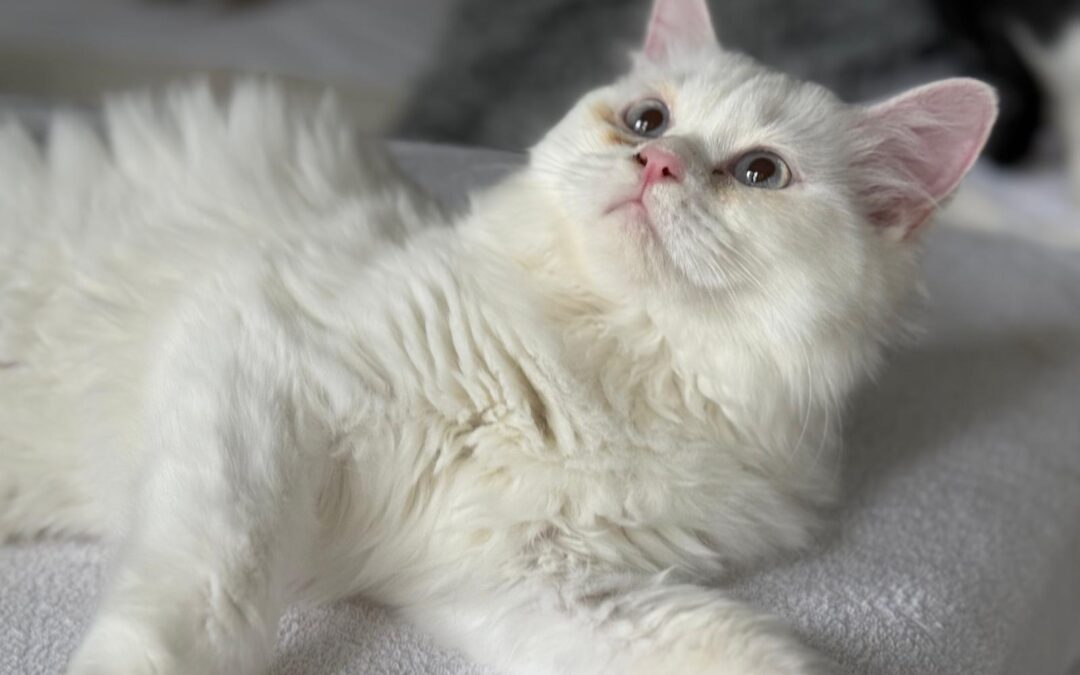 Snowy | Perser Mix | geb. ca. 04/2025 – RESERVIERT