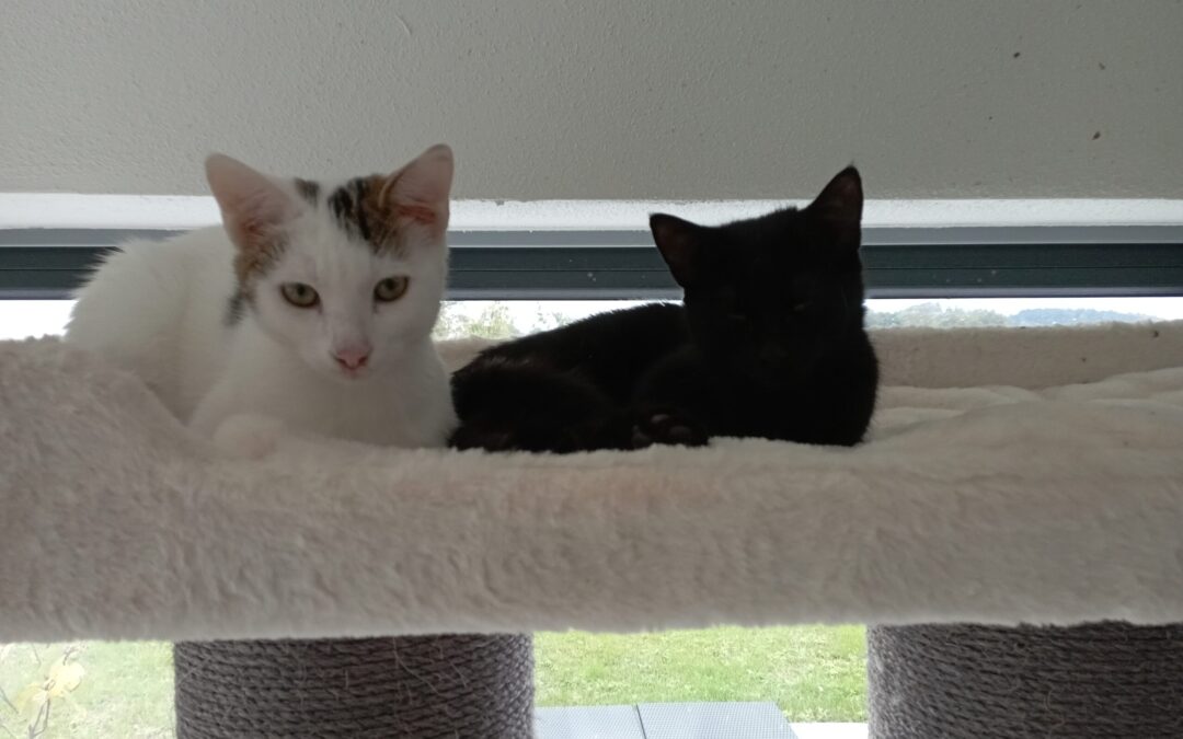 Gustl und Nero | EKH | geb. ca. 05/2025