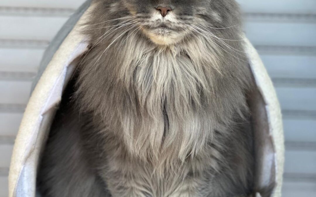 Miesi | Maine-Coon | geb. 01/2019