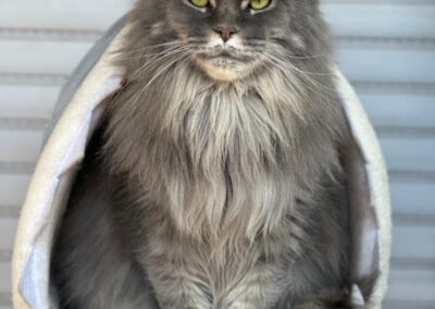 Miesi | Maine-Coon | geb. 01/2019 – RESERVIERT