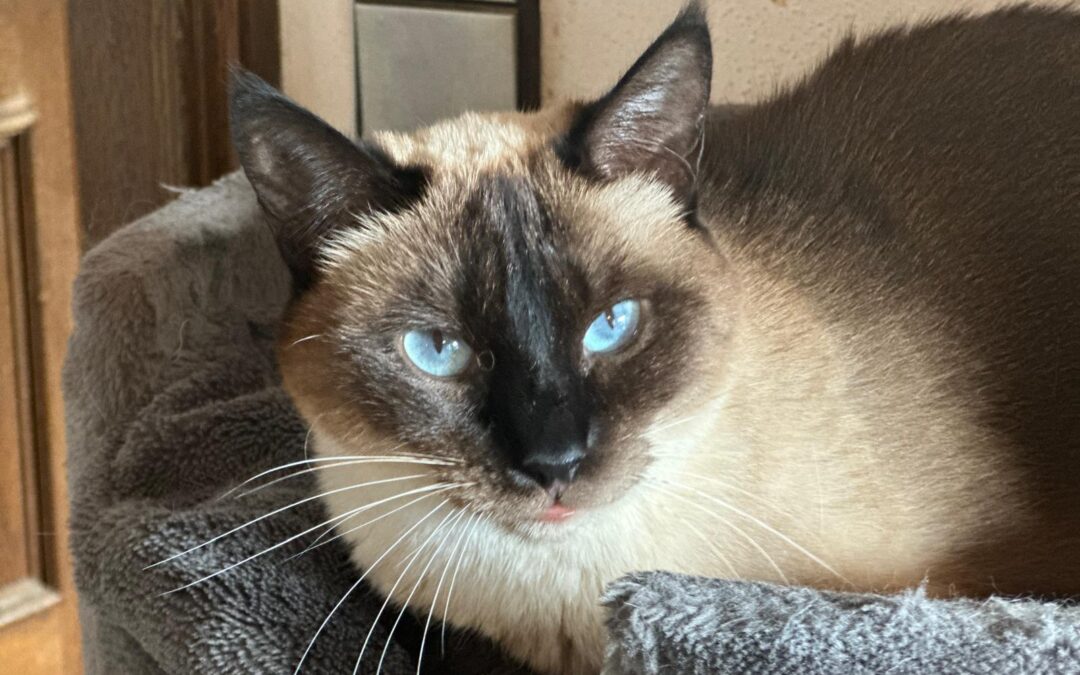 Zoe | Siam-Mix | geb. ca. 2022