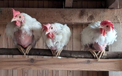 Hühnerrettung Sommer 2025