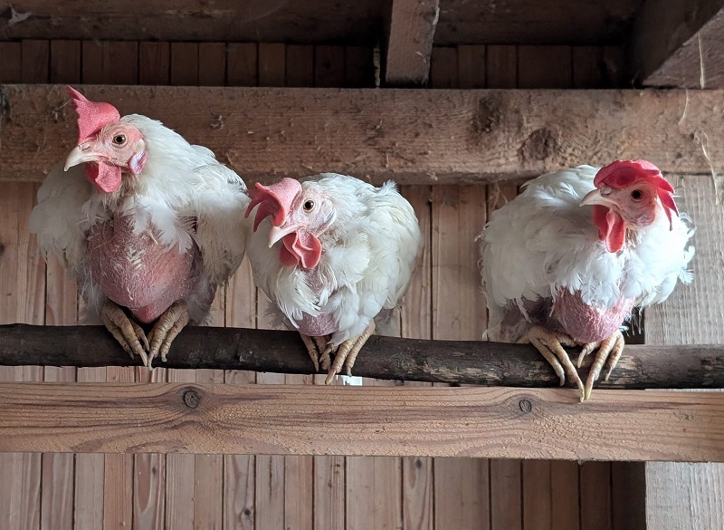 Hühnerrettung Sommer 2025