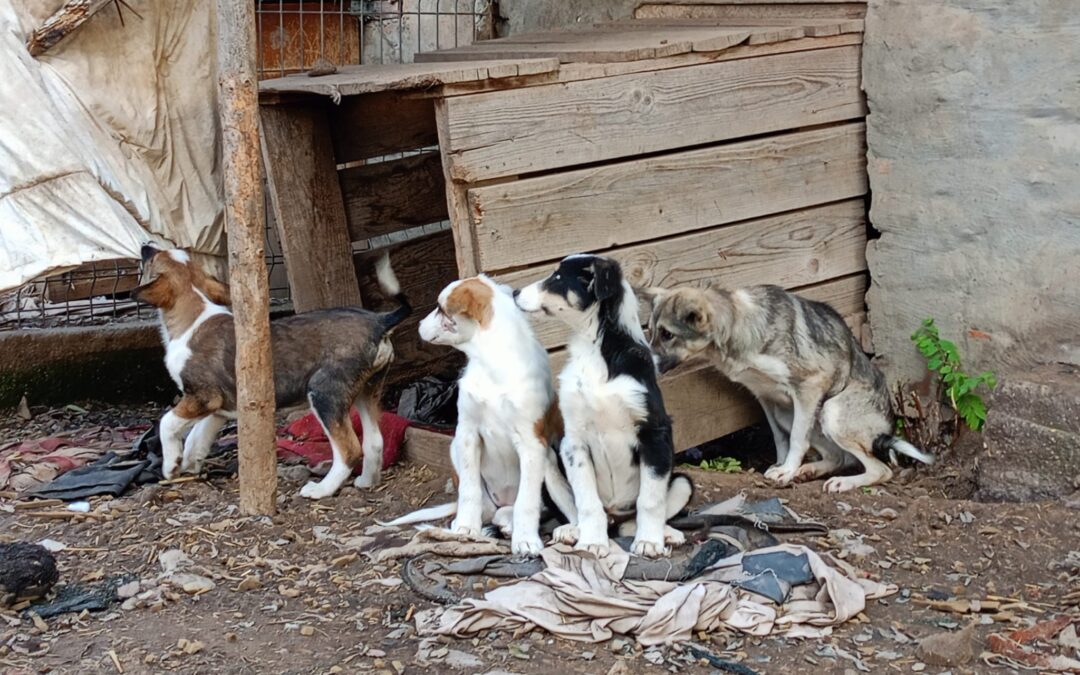 🆘Notfall Hundefamilie🆘